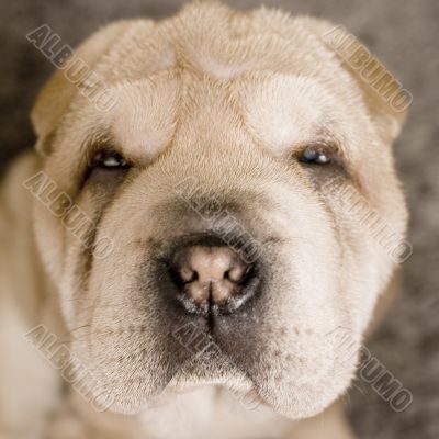 Sad puppy portrait