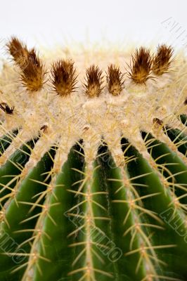 cactus flower