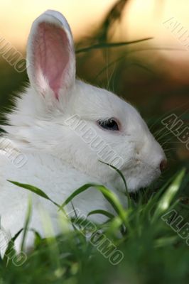 white rabbit