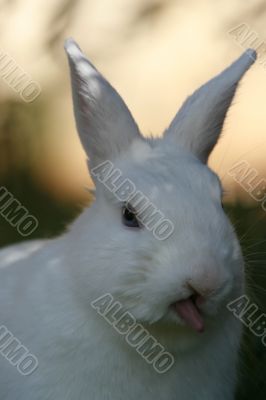 white rabbit