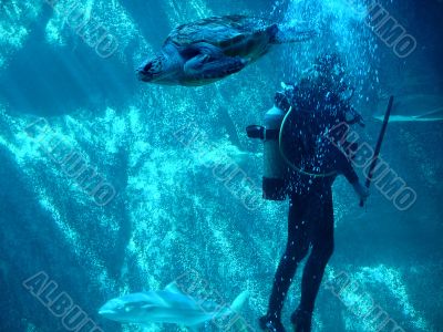 scuba diver and turtle