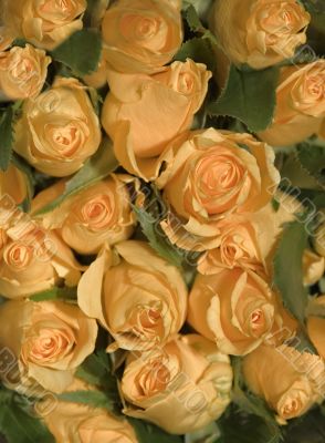 roses