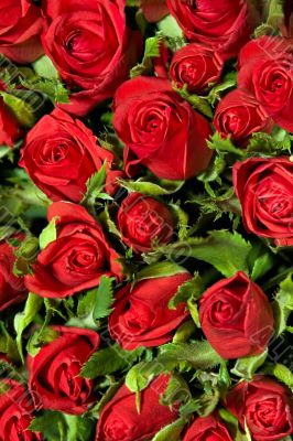 roses
