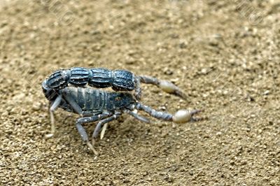 scorpion