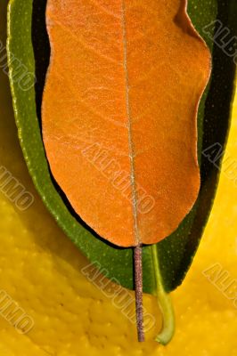 autumn colors