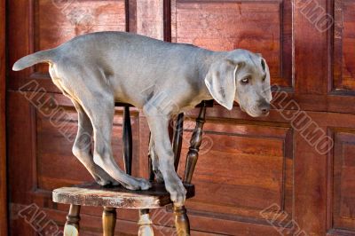 dog weimaraner