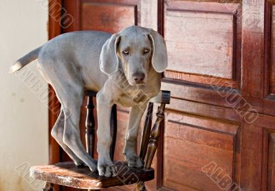 dog weimaraner