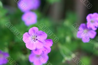 Lavender Flowers