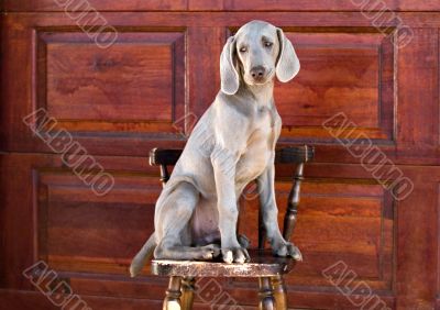 dog weimaraner