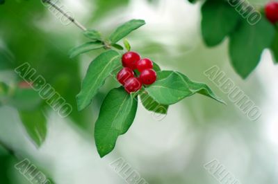 Red Berries