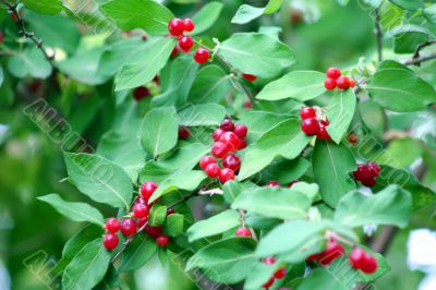 Red Berries