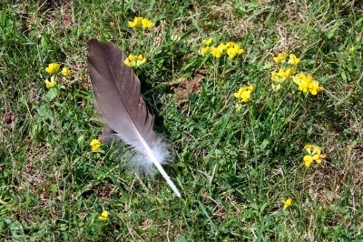 Canadian Goose Feather