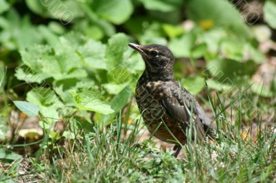 Baby Robin