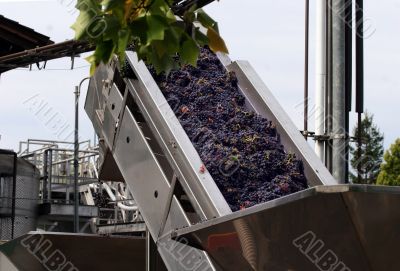 Wine making process