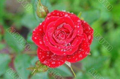 red rose