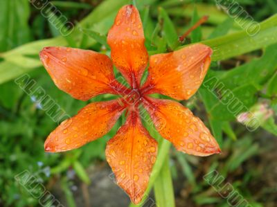 orange lily