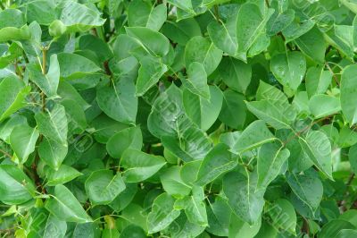 green leaves