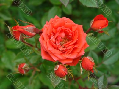 red rose