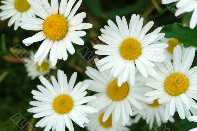 chamomiles