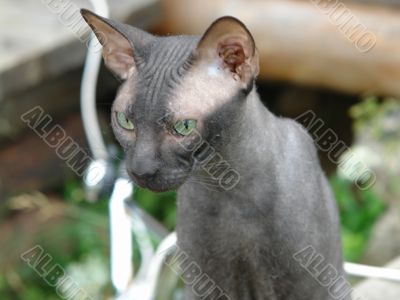serious nice cat