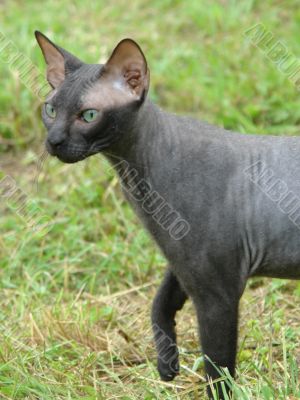 hunting cat