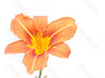 orange lily