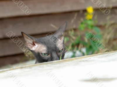 i see you