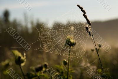 Cobweb