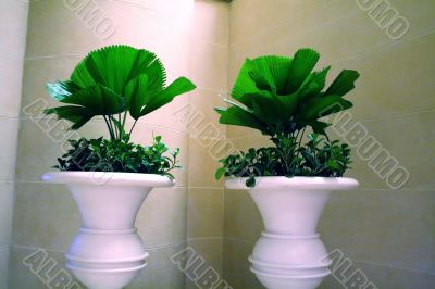 Potted plants
