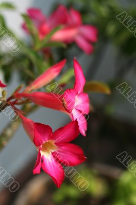 Purple flowers