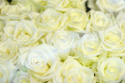 Sweet Roses