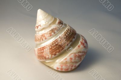 Sea shell01