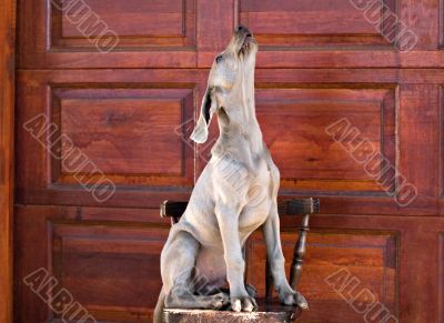 dog weimaraner