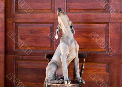 dog weimaraner