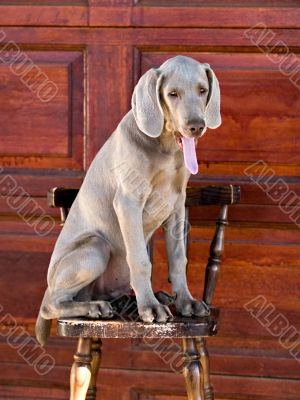 dog weimaraner