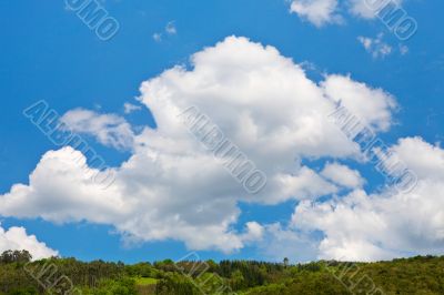 Summer landscape
