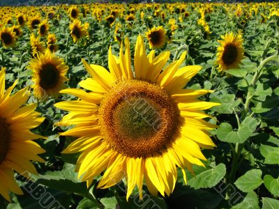 flower of the sun