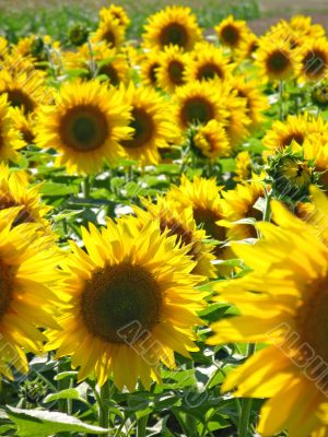yellow