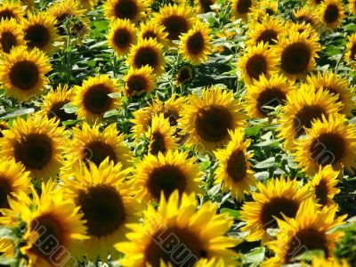 field of sunflowers
