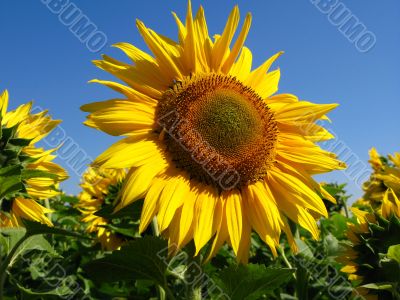 sunflower on sky