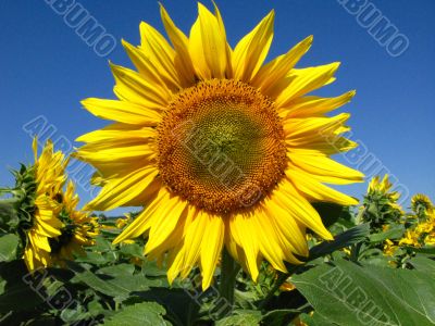 sunflower on sky