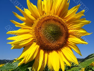 yellow