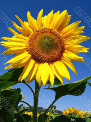 sun flower