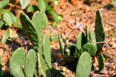 Small Cactus