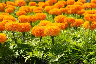 flowers field