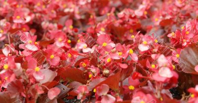 Red flowers
