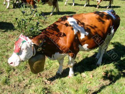 cow with cow bell