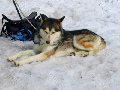 Huskie