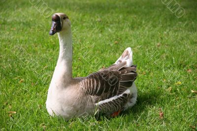 Goose Sitting Down