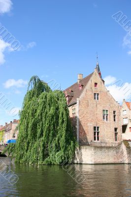 Canal and tree